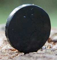 Shungite Tab